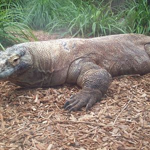 Komodo Dragon