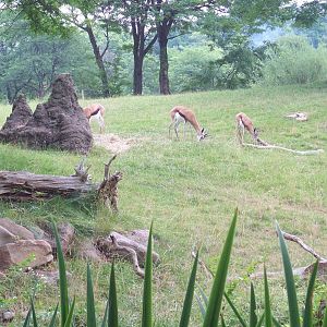 Gazelle Exhibit.