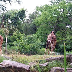 Giraffe chasing after Peacock