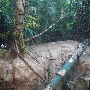 Tropical Forest: Mixed Lemur Exhibit