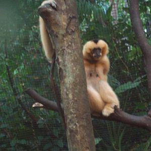 One Arm Female Gibbon