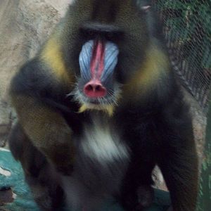 Mandrill