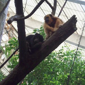Second Pair of Howler Monkeys