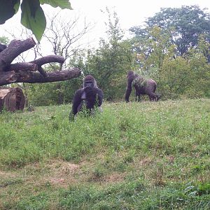 Outside Gorilla Habitat