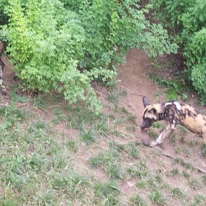 African Painted Dogs