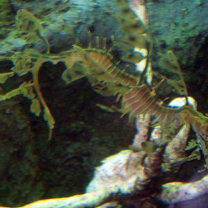 Male Sea Dragon