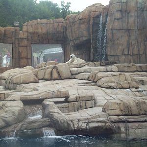 Polar Bear Exhibit