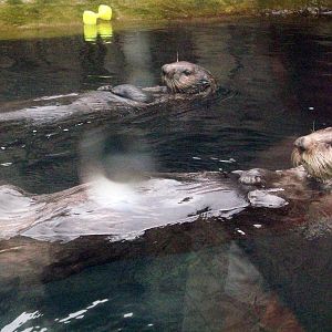 Two Male Sea Otters