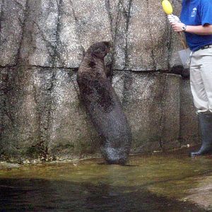Sea Otter Training