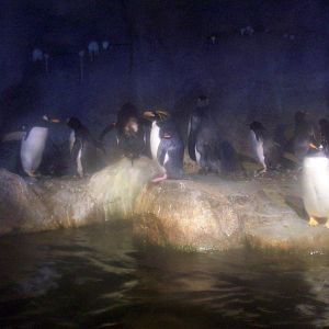 Penguin Exhibit