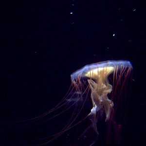 Jellyfish.