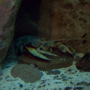 A lobster that won't be eaten!