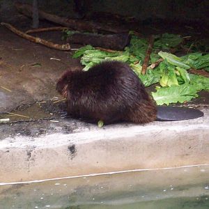 An active beaver!