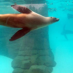 Underwater Sea Lion View.