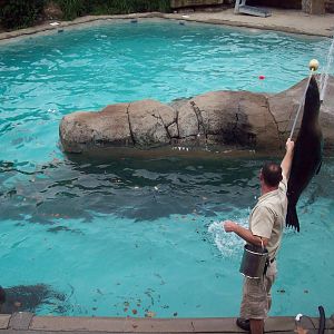 Sea Lion Show.