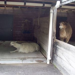 Depressed Looking Children's Zoo Animals.