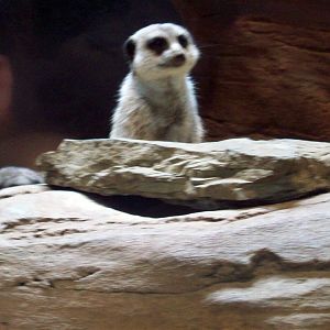 Meerkat exhibit.
