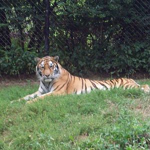 The tiger stops pacing.