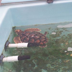 Sea Turtle in quarantine.