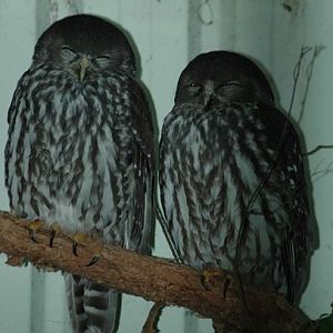 Barking Owl