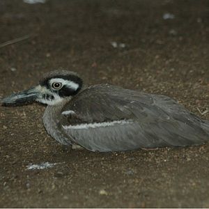 Beach Stone-Curlew