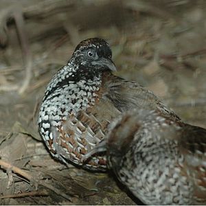 Black-Breasted Button-Quail