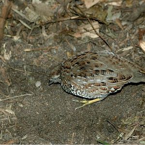 Black-Breasted Button-Quail Making Platelet
