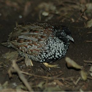 Black-Breasted Button-Quail Making Platelet