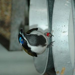 Blue-faced Honeyeater