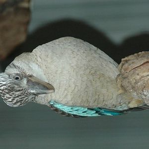 Blue-winged Kookaburra