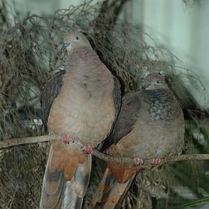 Brown Cuckoo-Dove