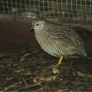 Brown Quail