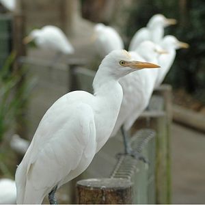Cattle Egret - Wild