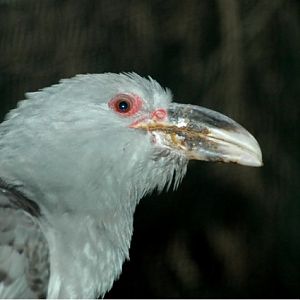 Channel-Billed Cuckoo