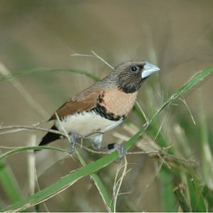 Chestnut-Breasted Manikin