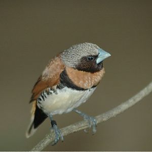 Chestnut-Breasted Manikin
