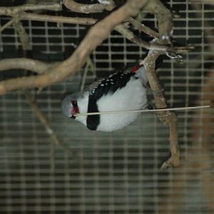 Diamond Firetail