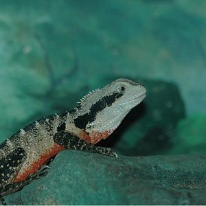 Eastern Water Dragon