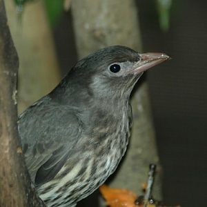 Female Figbird