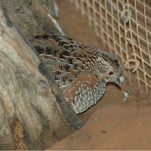 Female Painted Button-Quail