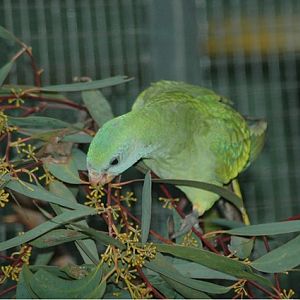 Female Red-capped Parrot