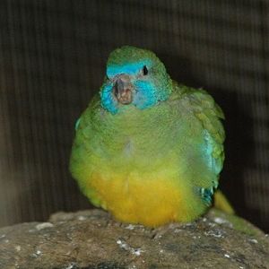 Female Scarlet-chested Parrot