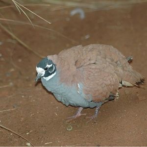 Flock Bronzewing