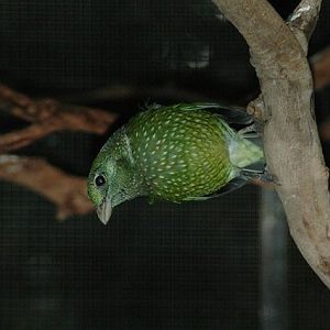 Green Catbird