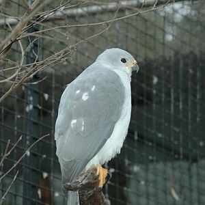 Grey Goshawk