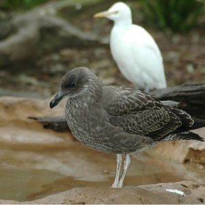 Juv Kelp Gull