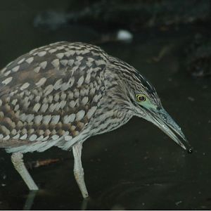 Juv Nankeen Night Heron