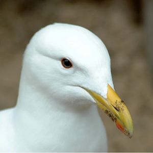 Kelp Gull