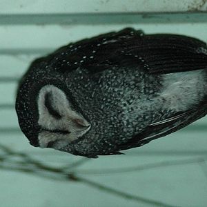 Lesser Sooty Owl