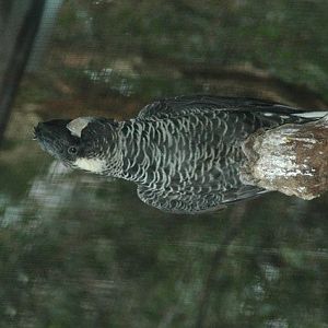 Long-billed Black-Cockatoo